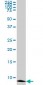 ATOX1 Antibody (monoclonal) (M01)